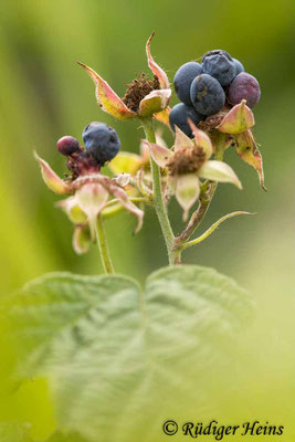 Rubus caesius (Kratzbeere), 11.8.2023