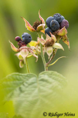 Rubus caesius (Kratzbeere)