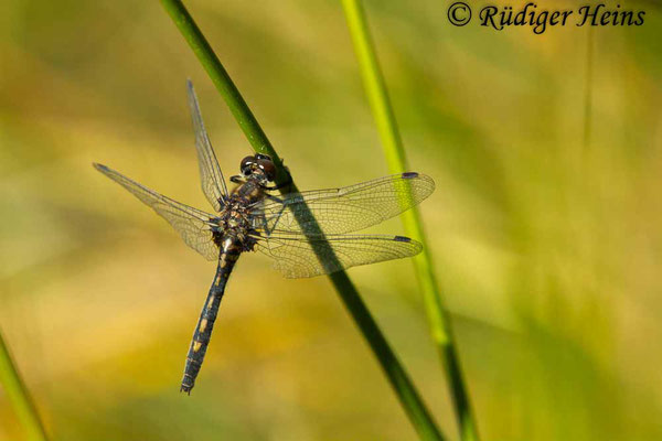 Leucorrhinia dubia (Kleine Moosjungfer) Weibchen, 1.7.2018