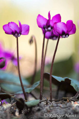 Cyclamen coum (Frühlings-Alpenveilchen), 9.3.2025
