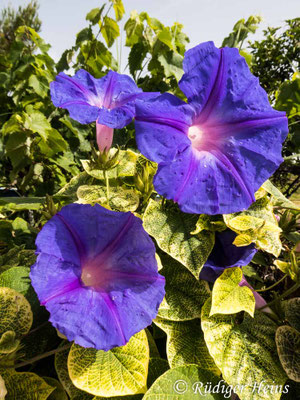 Ipomoea purpurea (Purpur-Prunkwinde), 24.6.2021
