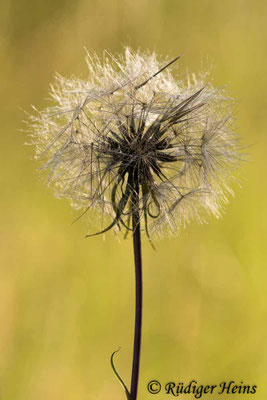 Tragopogon pratensis (Wiesen-Bocksbart)