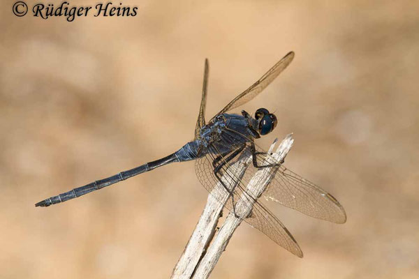 Orthetrum trinacria (Langer Blaupfeil) Männchen