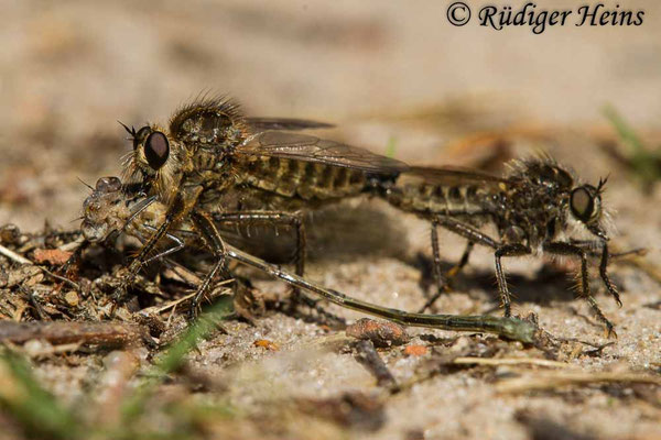 Dysmachus trigonus (Säbel-Raubfliege) Paarung