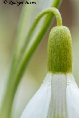 Galanthus nivalis (Schneeglöckchen)
