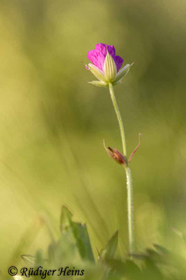 Geranium palustre (Sumpf-Storchschnabel), 23.6.2022