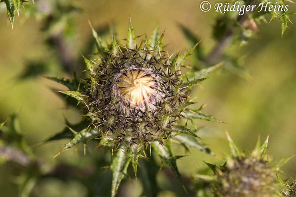 Carlina vulgaris (Golddistel)