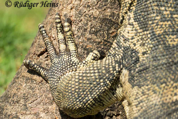 Bindenwaran (Varanus salvator), 25.01.2023 - Panasonic DMC-FZ 1000