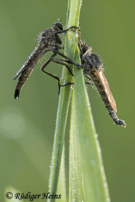 Philonicus albiceps (Sand-Raubfliege) Männchen und Weibchen, 14.7.2023