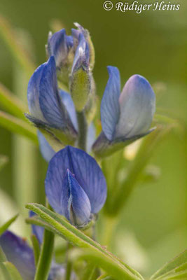 Lupinus angustifolius (Blaue Lupine)