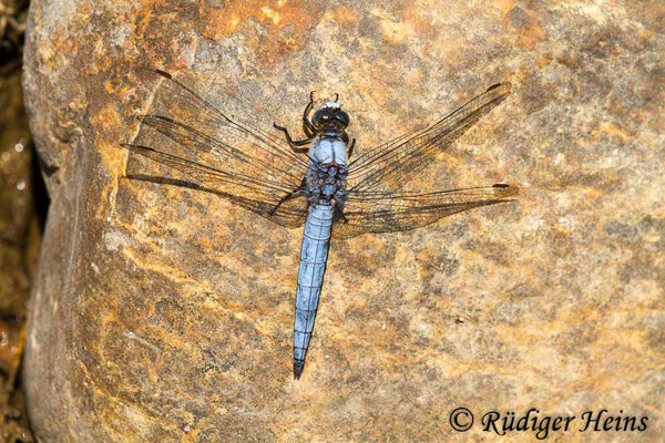 Orthetrum brunneum (Südlicher Blaupfeil) Männchen, 21.6.2017