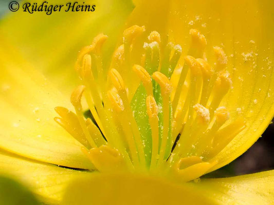 Eranthis hyemalis (Winterling)