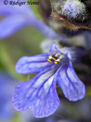 Ajuga reptans (Kriechender Günsel), 24.5.2010