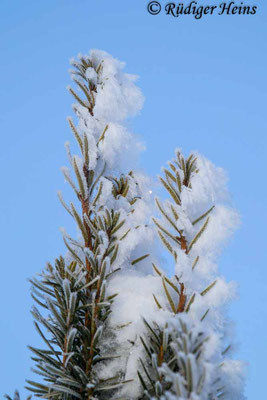 Europäische Eibe (Taxus baccata) mit Schnee, 31.1.2021  - 100-400mm f/4.5-5.6