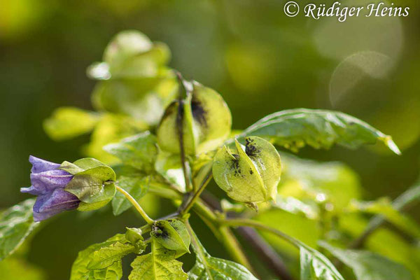 Nicandra physalodes (Giftbeere), 18.9.2022