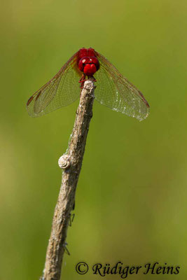 Crocothemis erythraea, Feuerlibelle, Männchen