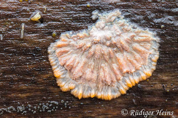 Orangeroter Kammpilz (Phlebia radiata), 20.11.2024 - Makroobjektiv 100mm f/2.8