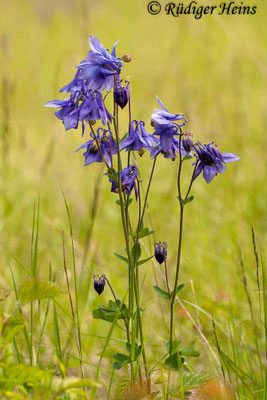 Aquilegia vulgaris (Gemeine Akelei)