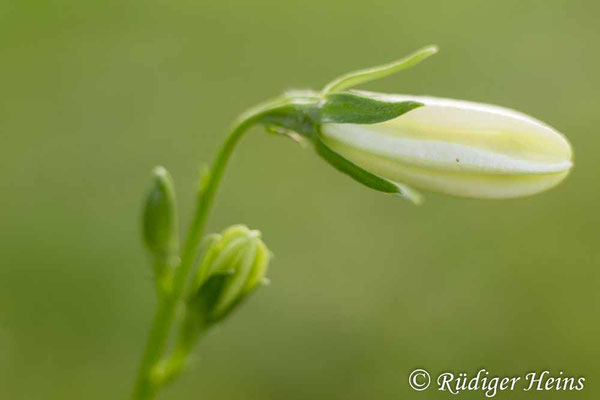 Campanula persicifolia (Pfirsichblättrige Glockenblume), 12.6.2025