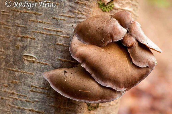 Pleurotus ostreatus (Austernseitling), 1.1.2015