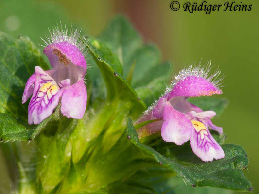 Galeopsis tetrahit (Gemeiner Hohlzahn), 19.7.2009
