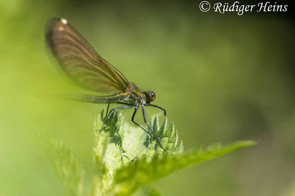 Blauflügel-Prachtlibelle (Calopteryx virgo) Weibchen, 18.7.2023 - Makroobjektiv 180mm f/3.5