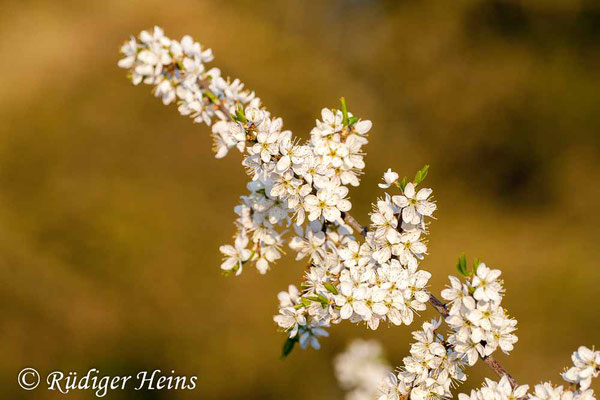 Prunus spinosa (Schlehe oder Schwarzdorn), 18.4.2009