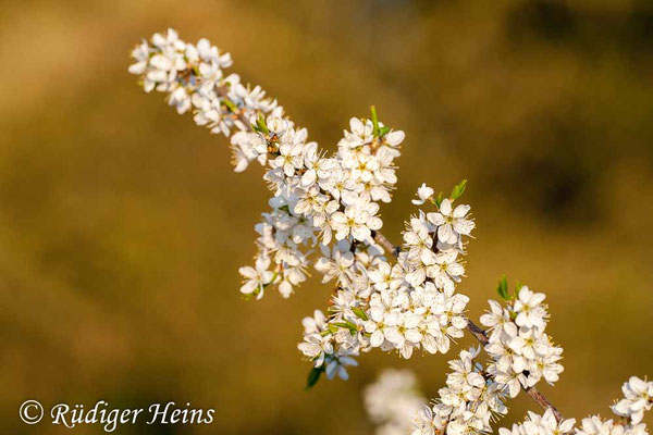 Prunus spinosa (Schlehe oder Schwarzdorn)