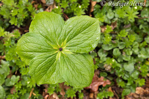 Paris quadrifolia (Vierblättrige Einbeere), 13.5.2021