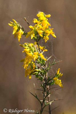Genista anglica (Englischer Ginster)