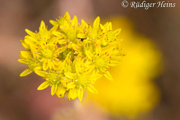 Sedum rupestre (Felsen-Fetthenne oder Tripmadam), 12.7.2015