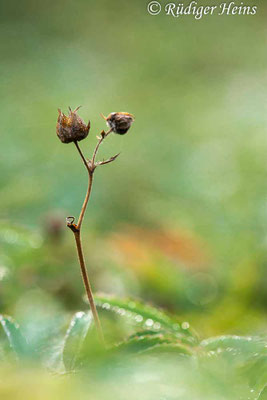 leerer Samenstand, 29.8.2025 - Makroobjektiv 180mm f/3.5