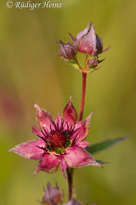 Comarum palustre (Sumpf-Blutauge)