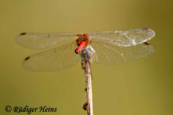 Sympetrum sanguineum (Blutrote Heidelibelle) Männchen, 18.8.2012