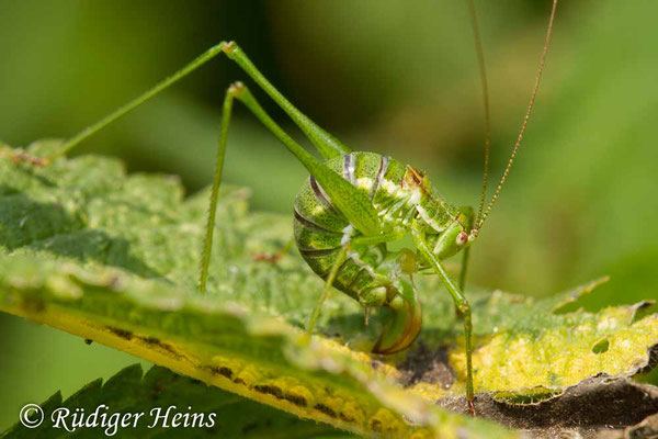 Leptophyes albovittata  (Gestreifte Zartschrecke) Weibchen, 24.8.2017