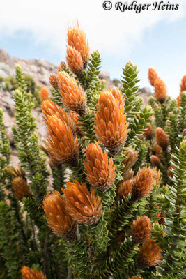 Chuquiraga jussieui (Andenblume)