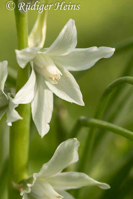 Ornithogalum nutans (Nickender Milchstern), 20.4.2017