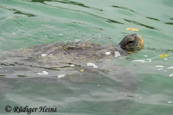 Chelonia mydas (Grüne Meeresschildkröte), 18.2.2020