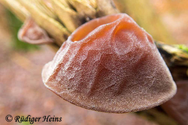 Auricularia auricula-judae (Judasohr), 1.1.2024