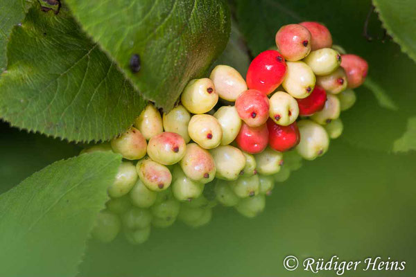 Viburnum lantana (Wolliger Schneeball), 7.8.2024