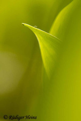 Convallaria majalis (Maiglöckchen), 5.5.2020