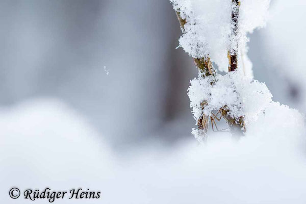 Eingeschneites Männchen der Gemeinen Winterlibelle