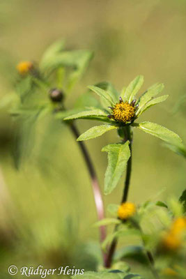 Bidens tripartita (Dreiteiliger Zweizahn)