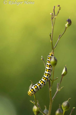 Shargacucullia scrophulariae (Braunwurz-Mönch) Raupe, 3.7.2021