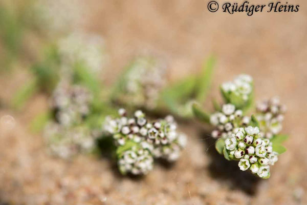 Corrigiola litoralis, Gemeiner Hirschsprung
