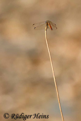 Trithemis annulata (Violetter Sonnenzeiger) Weibchen, 23.9.2016