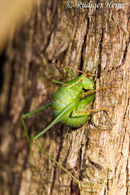 Leptophyes punctatissima (Punktierte Zartschrecke) Weibchen bei Eiablage