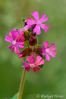 Silene dioica, Rote Lichtnelke