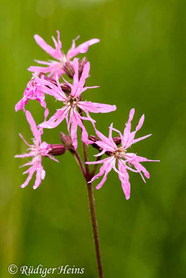 Lychnis flos-cuculi, Kuckucks-Lichtnelke