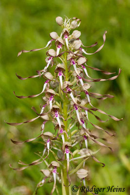 Himantoglossum hircinum (Bocks-Riemenzunge), 21.5.2015